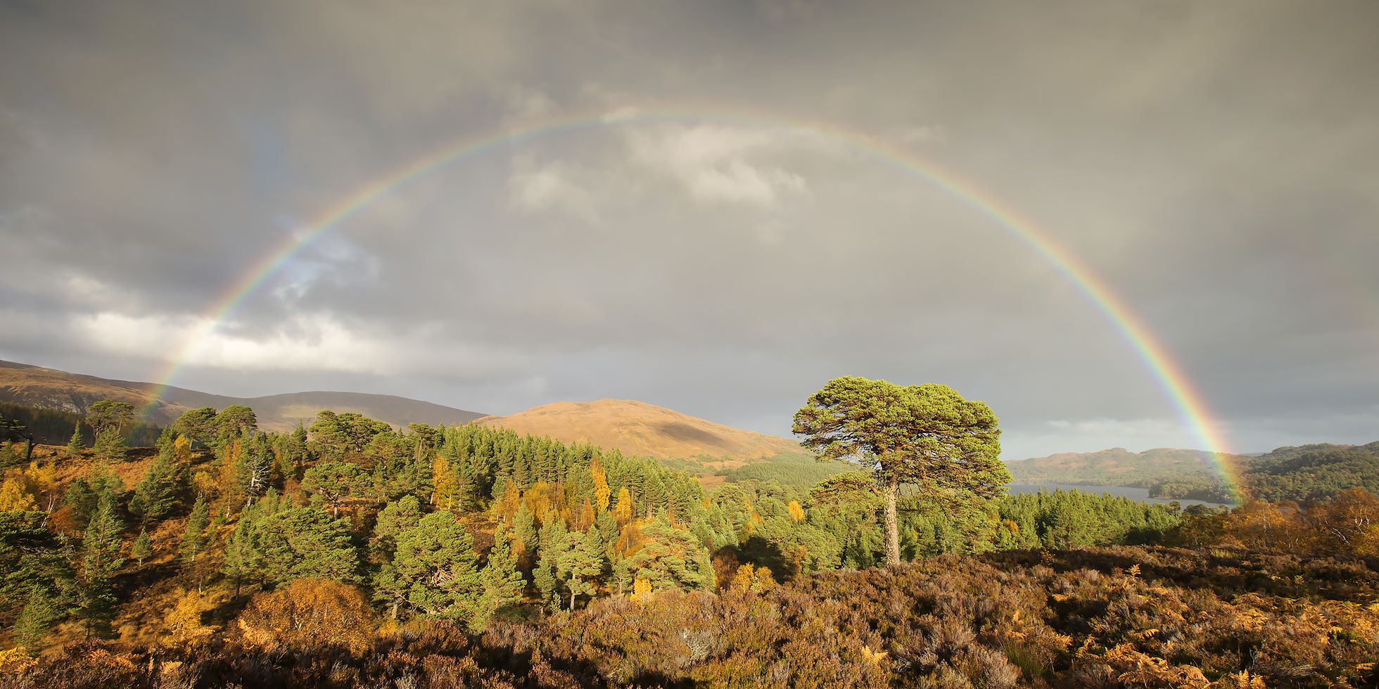 what-is-rewilding-scotland-the-big-picture