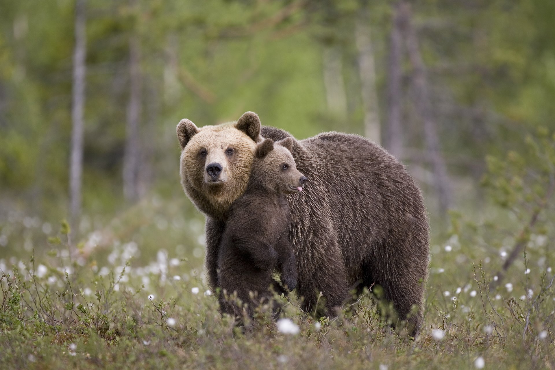 Бурый медведь в Оренбургской области