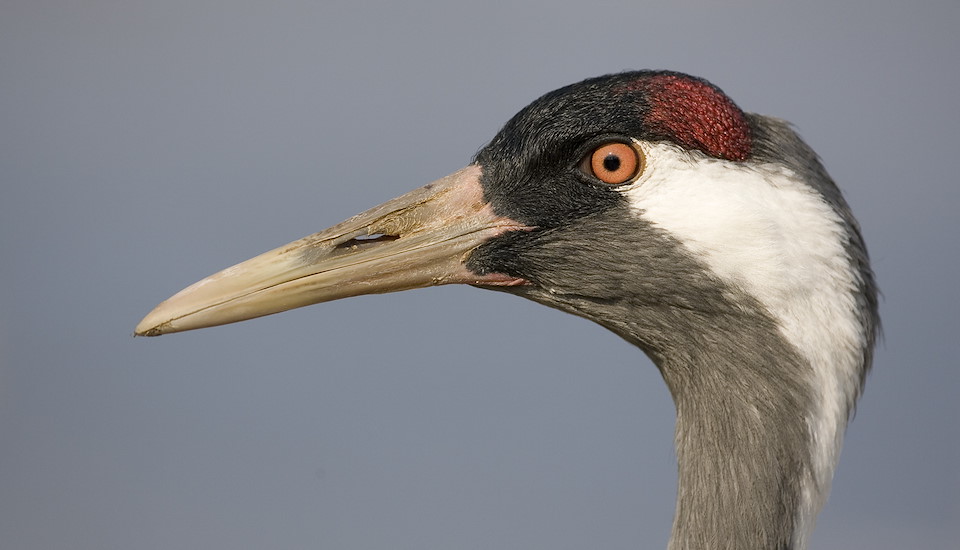 Cairngorms Cranes | SCOTLAND: The Big Picture