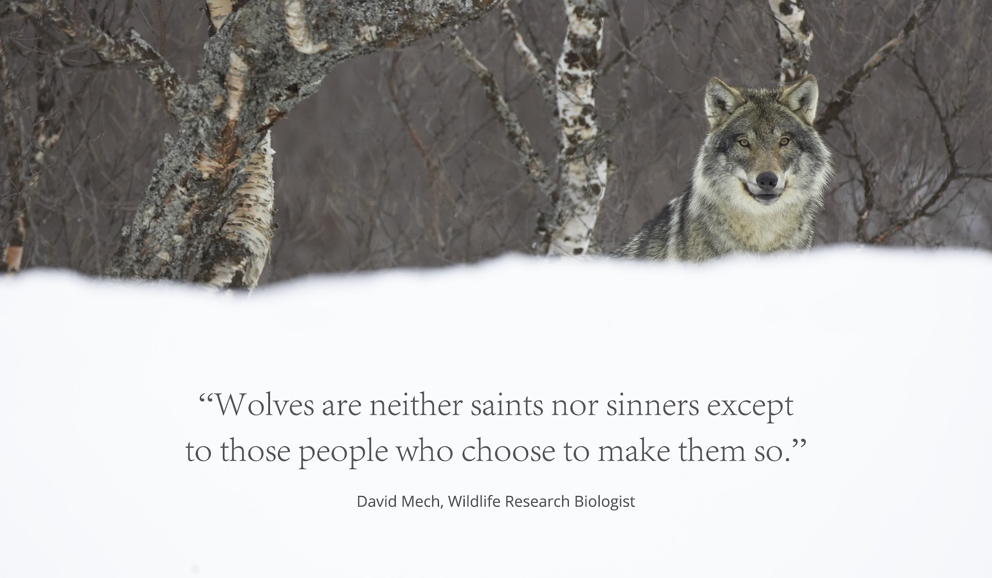 Wilderness''s Ending 'Wolves' Speech Has No Bite