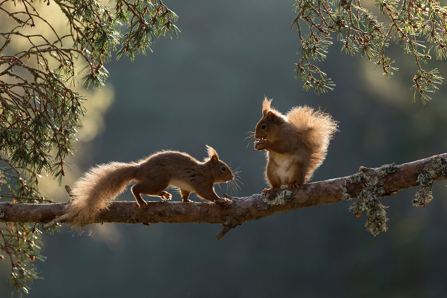 Red squirrel, Sciurus vulgaris, two animals backlit on pine branch, Cairngorms National Park, Scotland Red squirrel, Sciurus vulgaris, two animals backlit on pine branch, Cairngorms National Park, Scotland