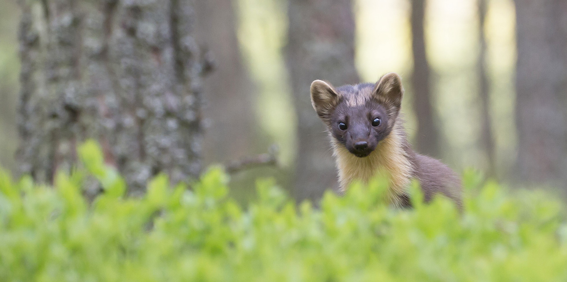 Rewilding Journeys | SCOTLAND: The Big Picture