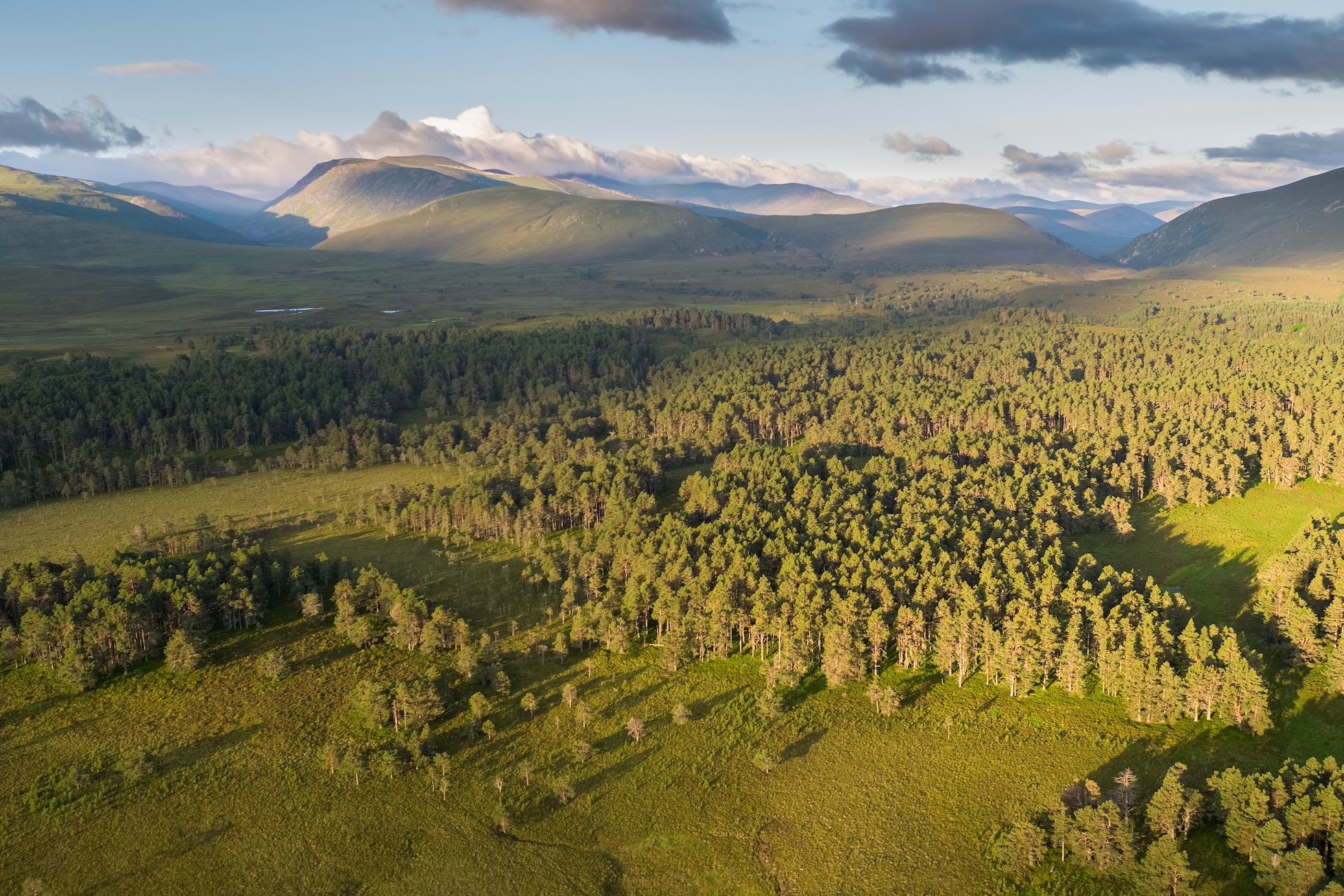 Abernethy Forest