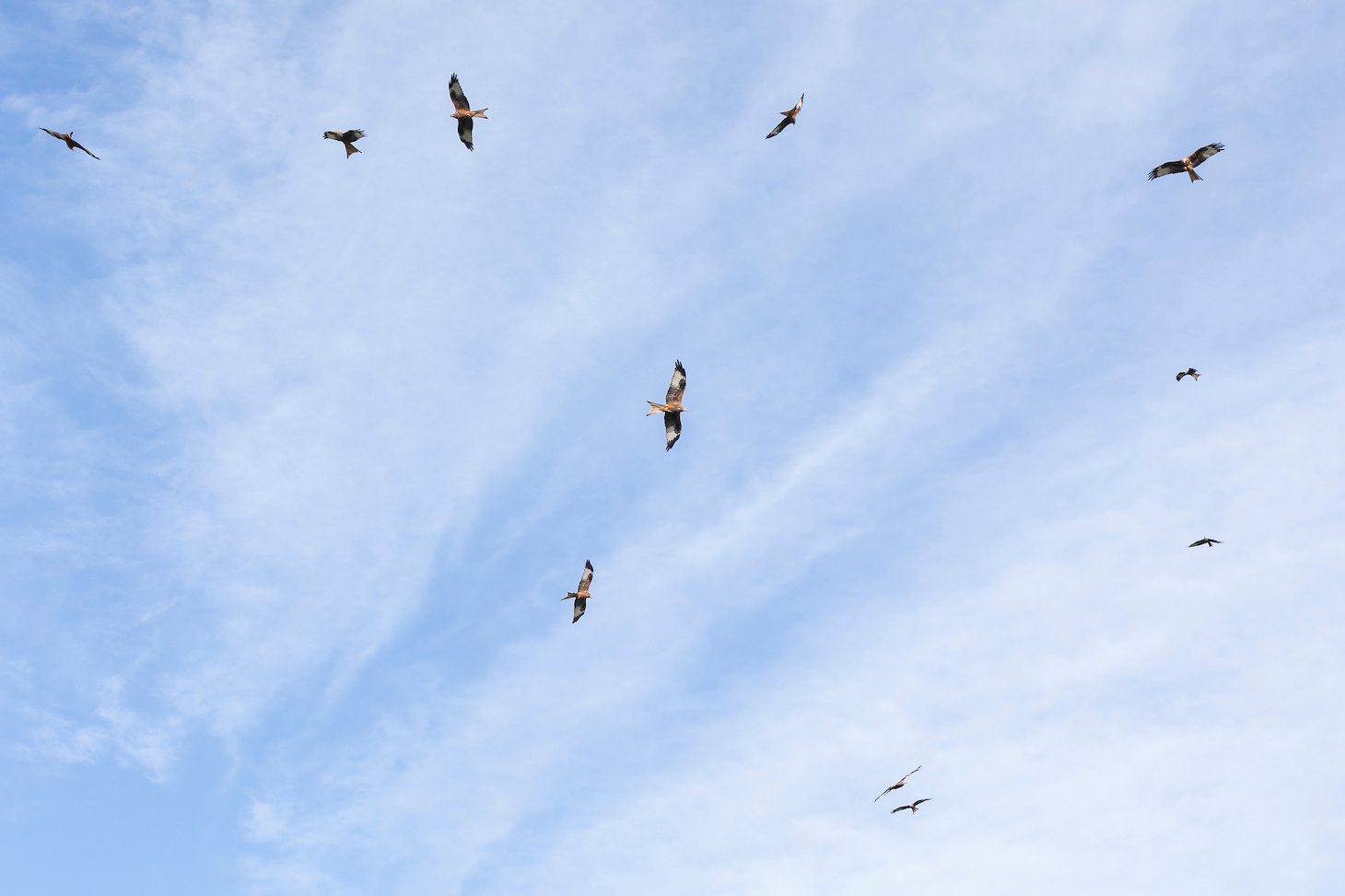 Group of red kite, Milvus milvus, circling overhead, Argaty Red KIte Centre, Doune, Scotland Group of red kite, Milvus milvus, circling overhead, Argaty Red KIte Centre, Doune, Scotland