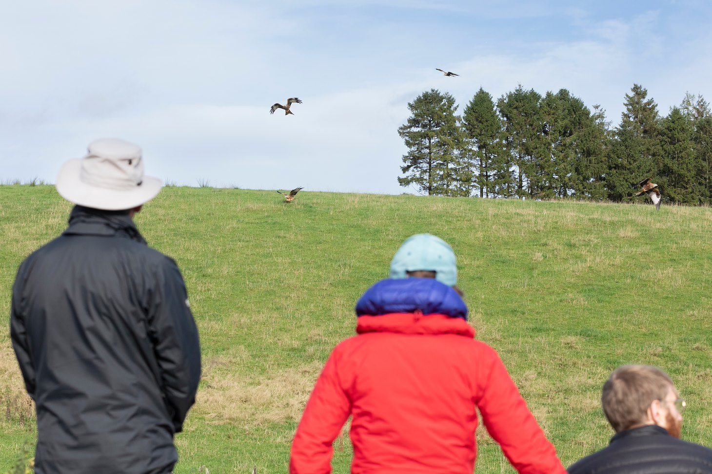 Visitors watching red kites from viewing area, Argaty Red KIte Centre, Doune, Scotland Visitors watching red kites from viewing area, Argaty Red KIte Centre, Doune, Scotland