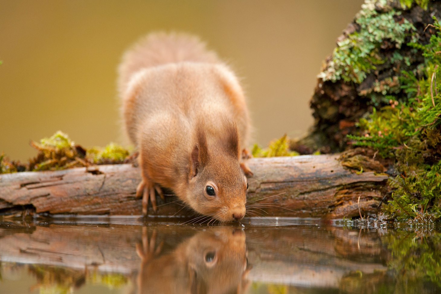 Red squirrel (Sciurus vulgaris) drinking at woodland pool, Scotland, November Red squirrel (Sciurus vulgaris) drinking at woodland pool, Scotland, November