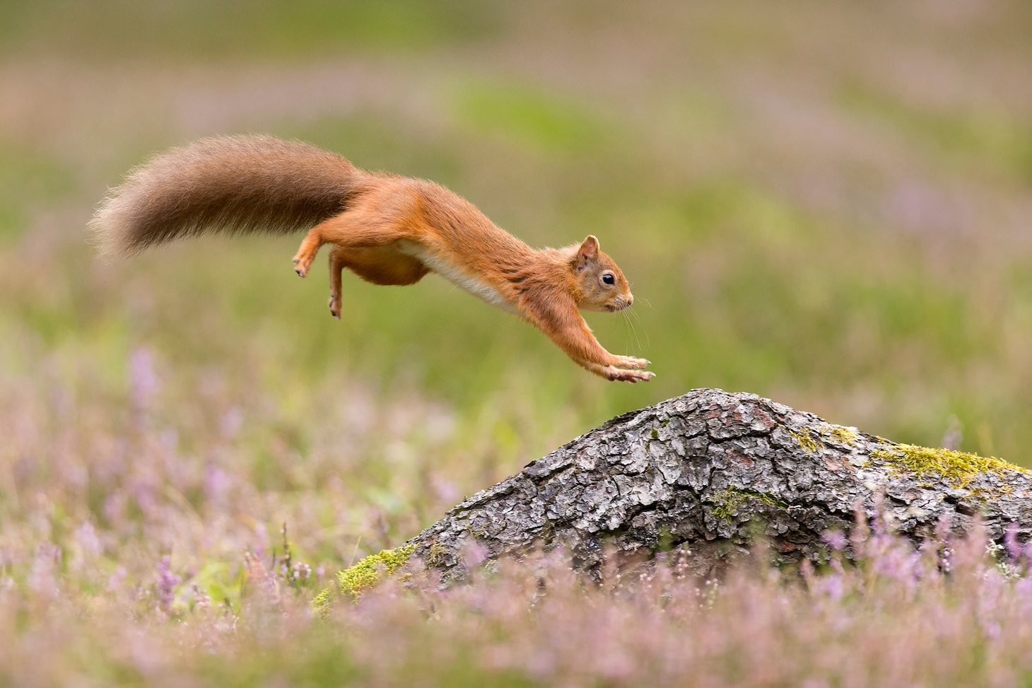 Red Squirrel (Sciurus vulgaris) adult in summer coat leaping onto fallen log Red Squirrel (Sciurus vulgaris) adult in summer coat leaping onto fallen log