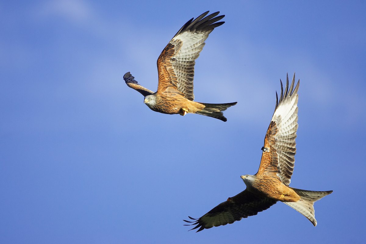 Red Kites - Milvus milvus - two birds in flight (chasing bird with food). January Red Kites - Milvus milvus - two birds in flight (chasing bird with food). January