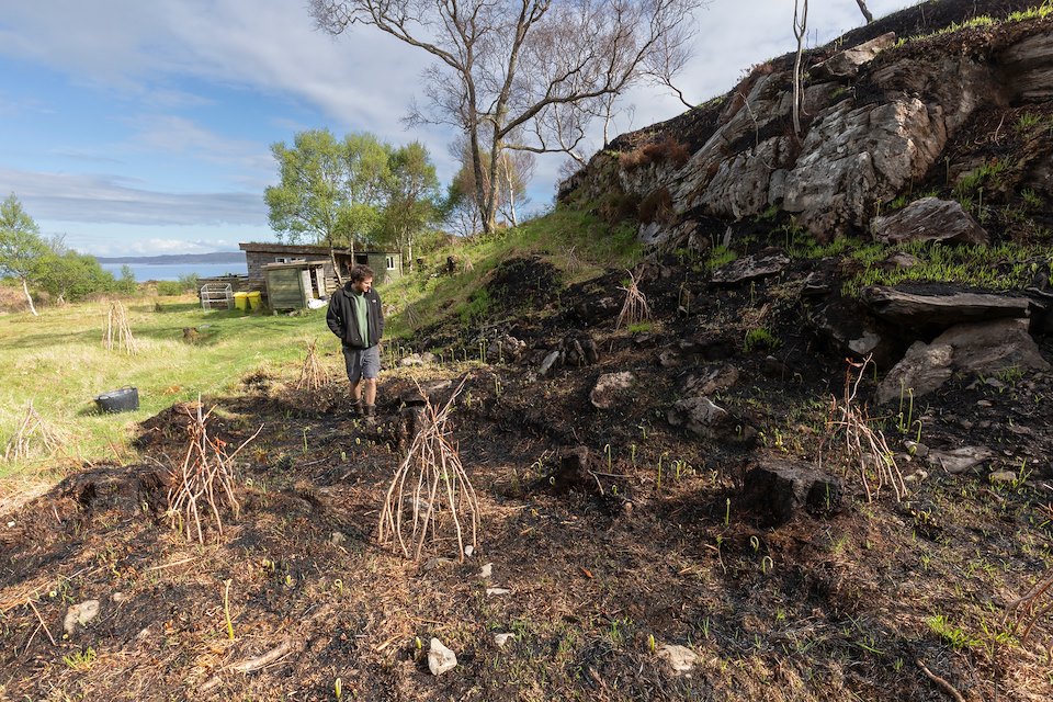 Aftermath of uncontrolled moorland fire that spread from neighbouring estate onto Dubh Allt land holding burning ground flora and birch trees, Roshven, Lochailort