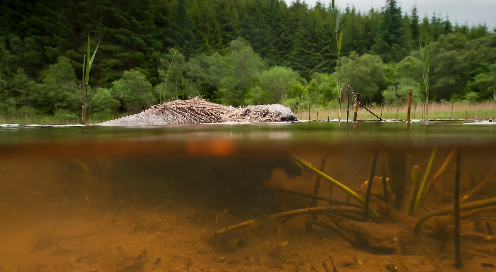 Beaver (Castor Fiber) foraging in a Scottish lochan. Split view looking above and below the water. Habitat photograph.