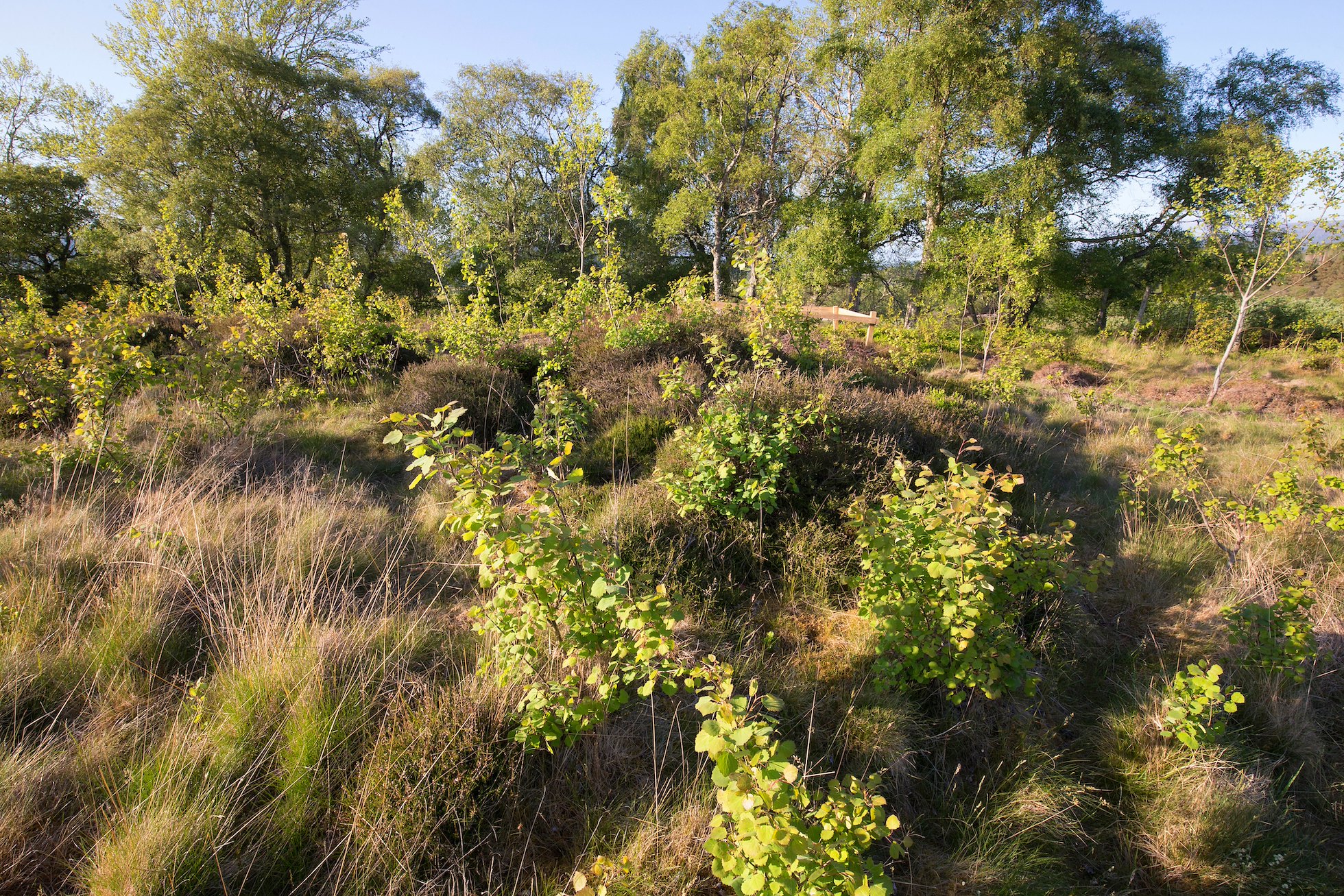 Naturally regenerating aspen in spring, Insh Marshes, Cairngorms, Scotland