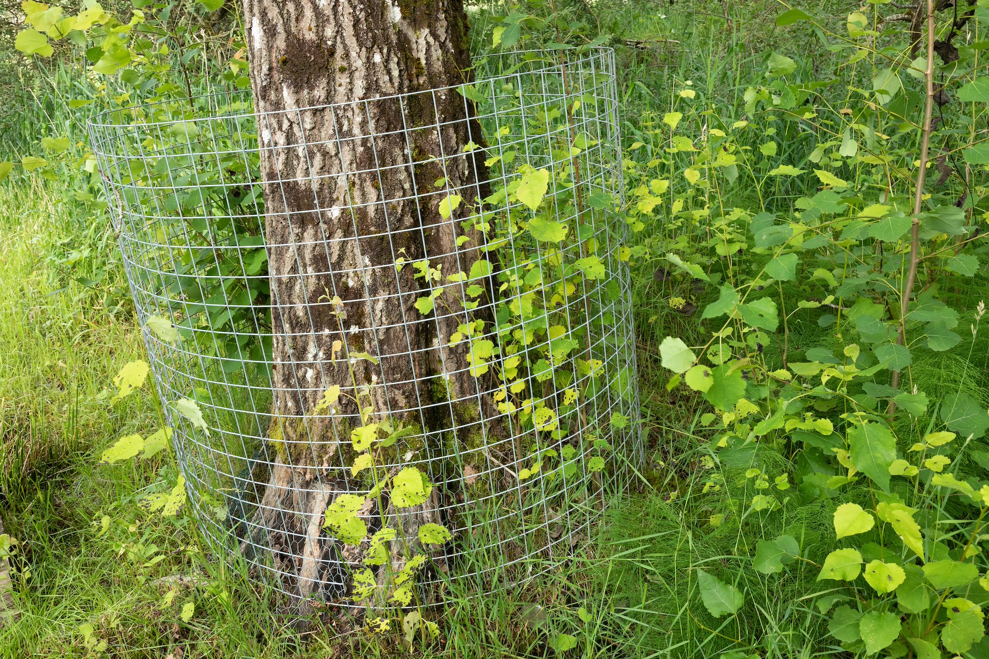 Aspen tree protected with wire mesh to prevent gnawing and felling by beaver, Perthshire