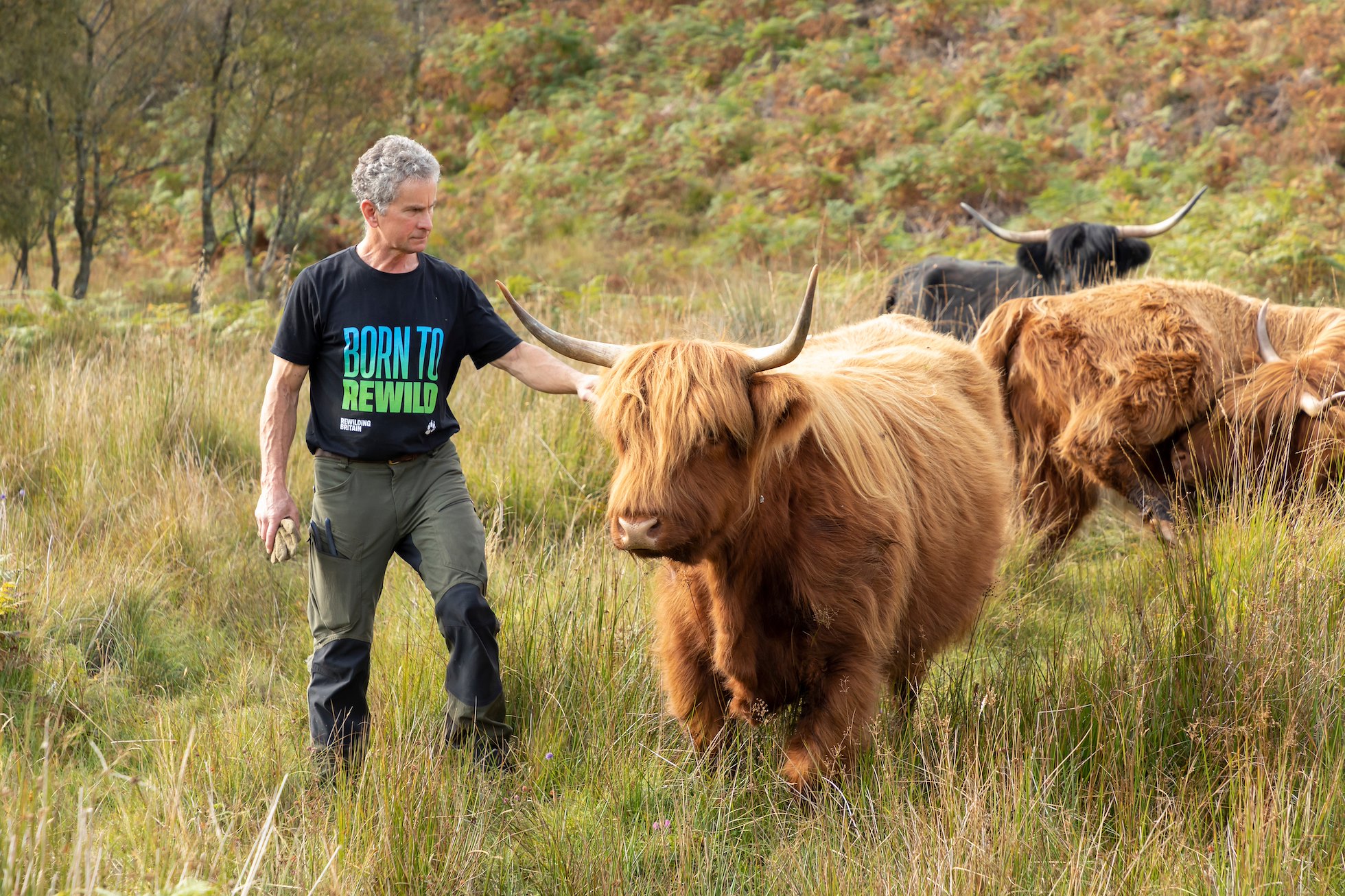 David Stewart, with his small herd of highland cattle naturally grazing upland bog, Ardnackaig, Argyll