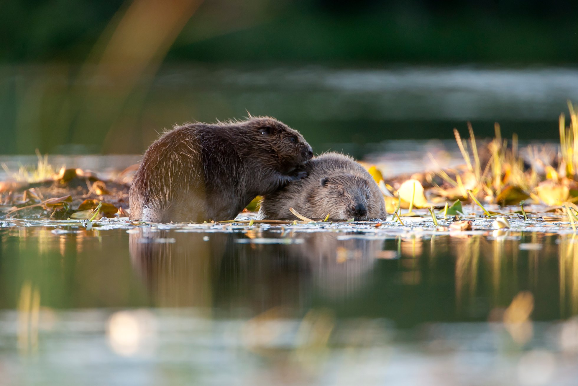 European Beaver (Castor fiber) low angle picture of a pair of beavers preening each other. Mutual grooming.