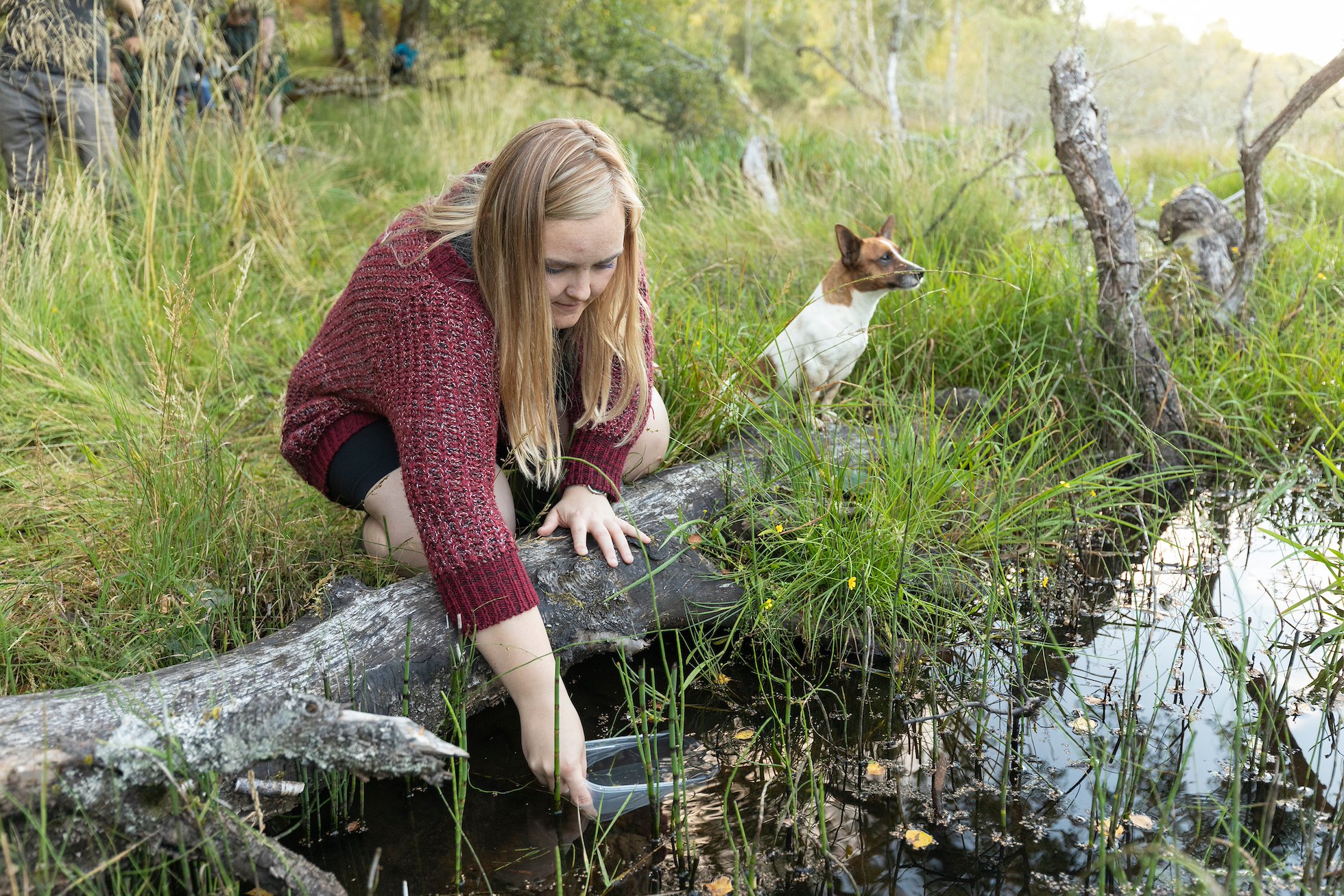 Young woman releasing a great crested newt into a pond at South Clunes Farm as part of the West Loch Ness Great Crested Newt Translocation project