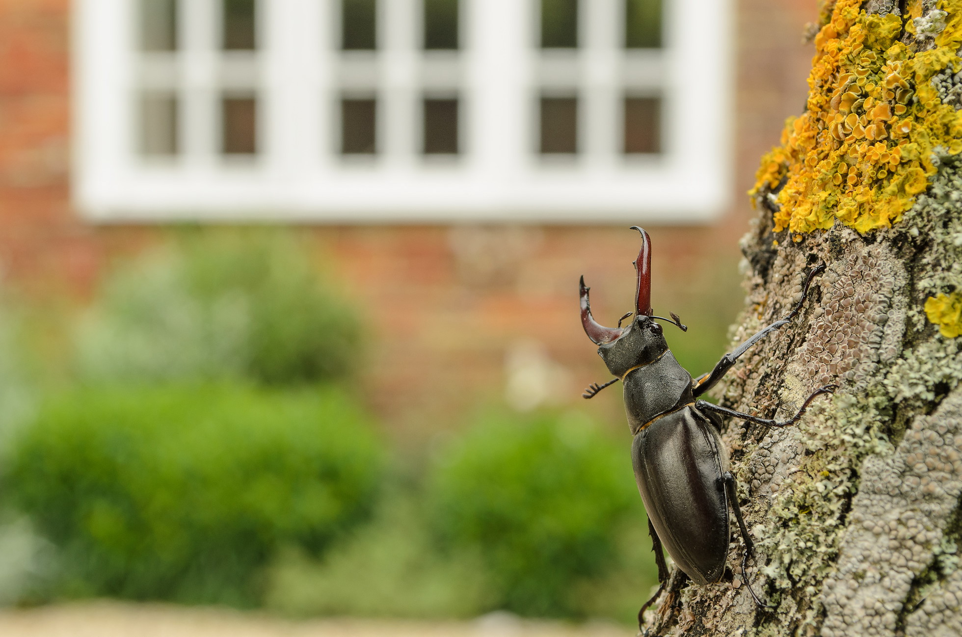 Stag Beetle (Lucanus cervus), Kent, UK. Male in garden where it emerged naturally. Controlled situation.