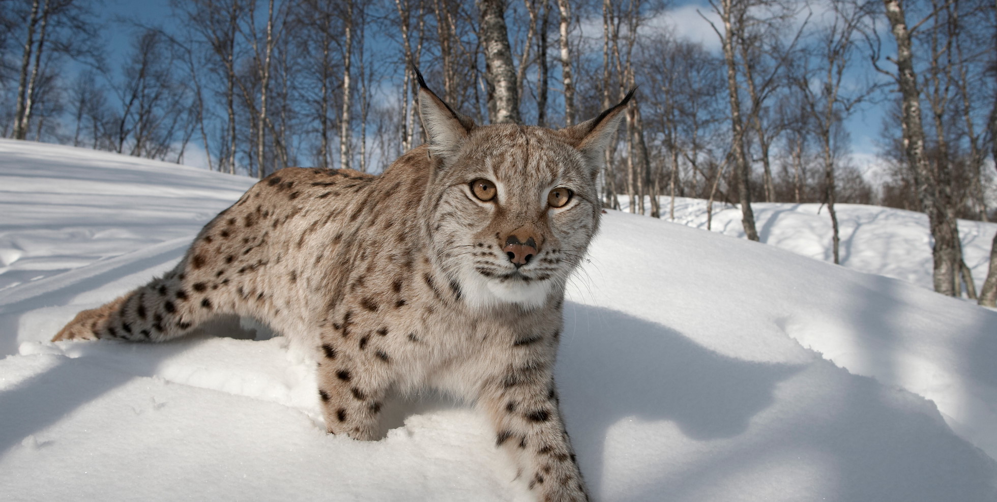 European Lynx (Lynx lynx) adult female in winter birch forest, Bardu, Norway (c)