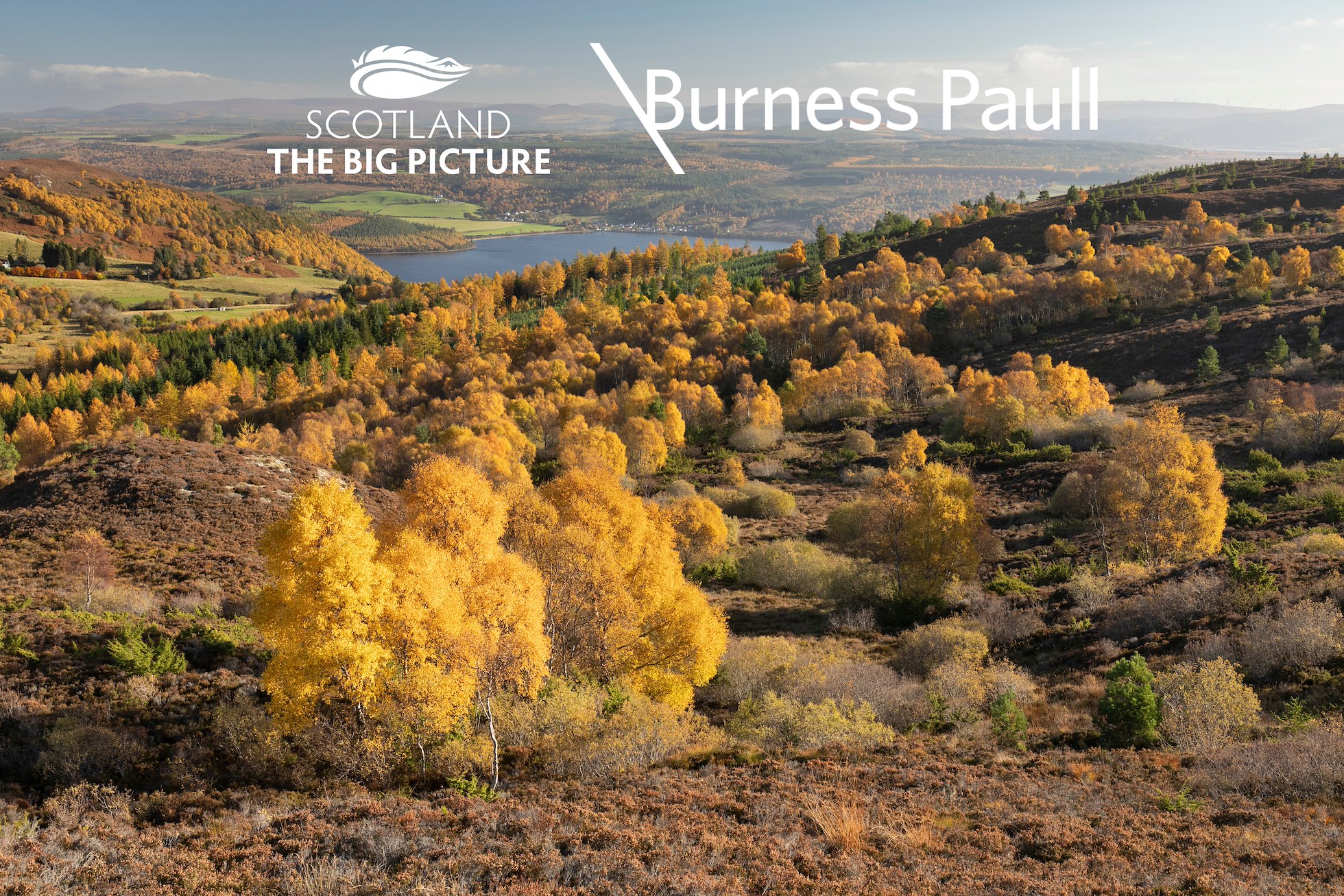 Birch and pine woodland in autumn on upland heath, Abriachan Forest Trust, Inverness-shire, Scotland, October 2023