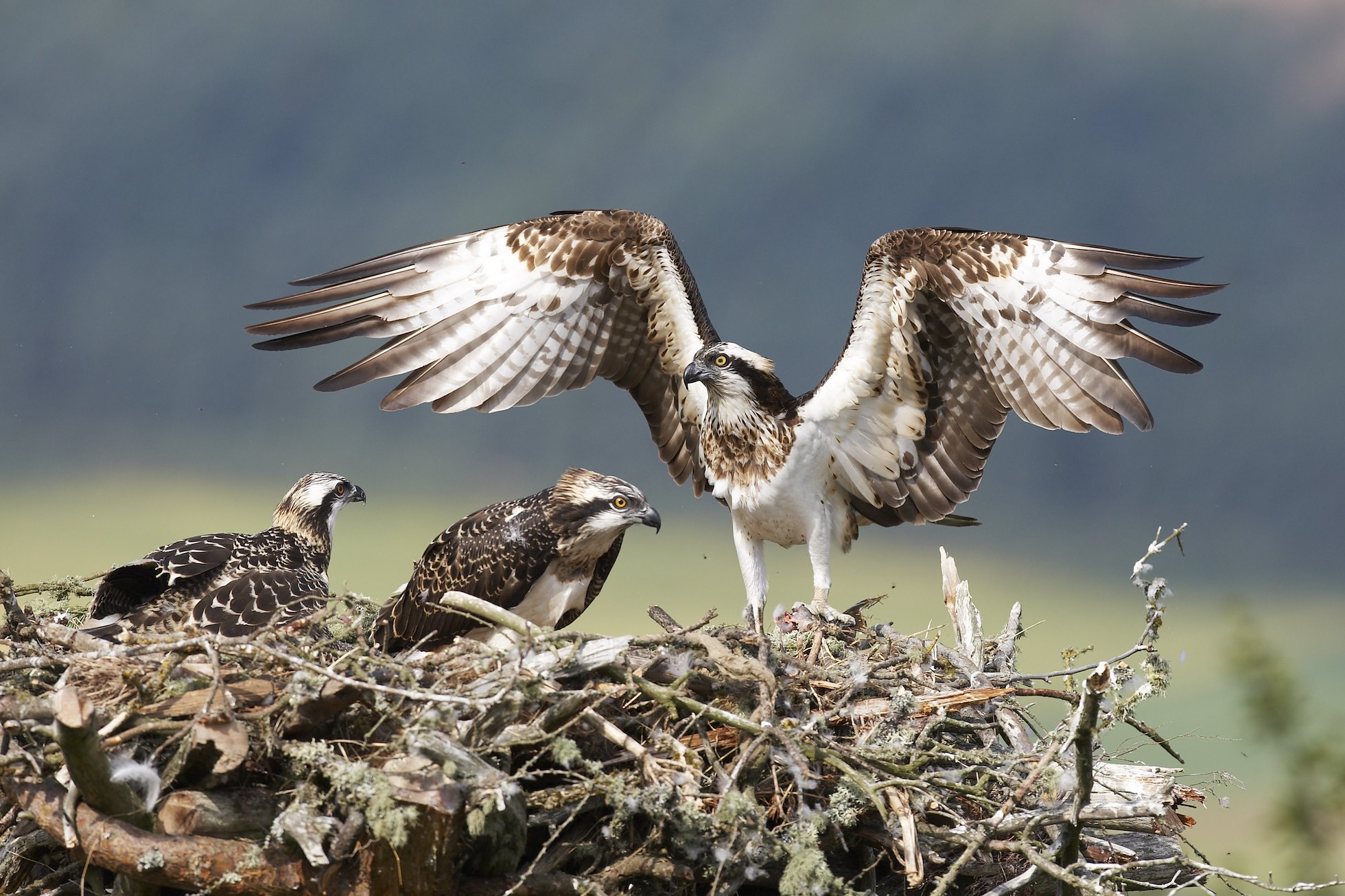 Osprey Pandion haliaetus female alighting at nest with fish. Scotland. July.