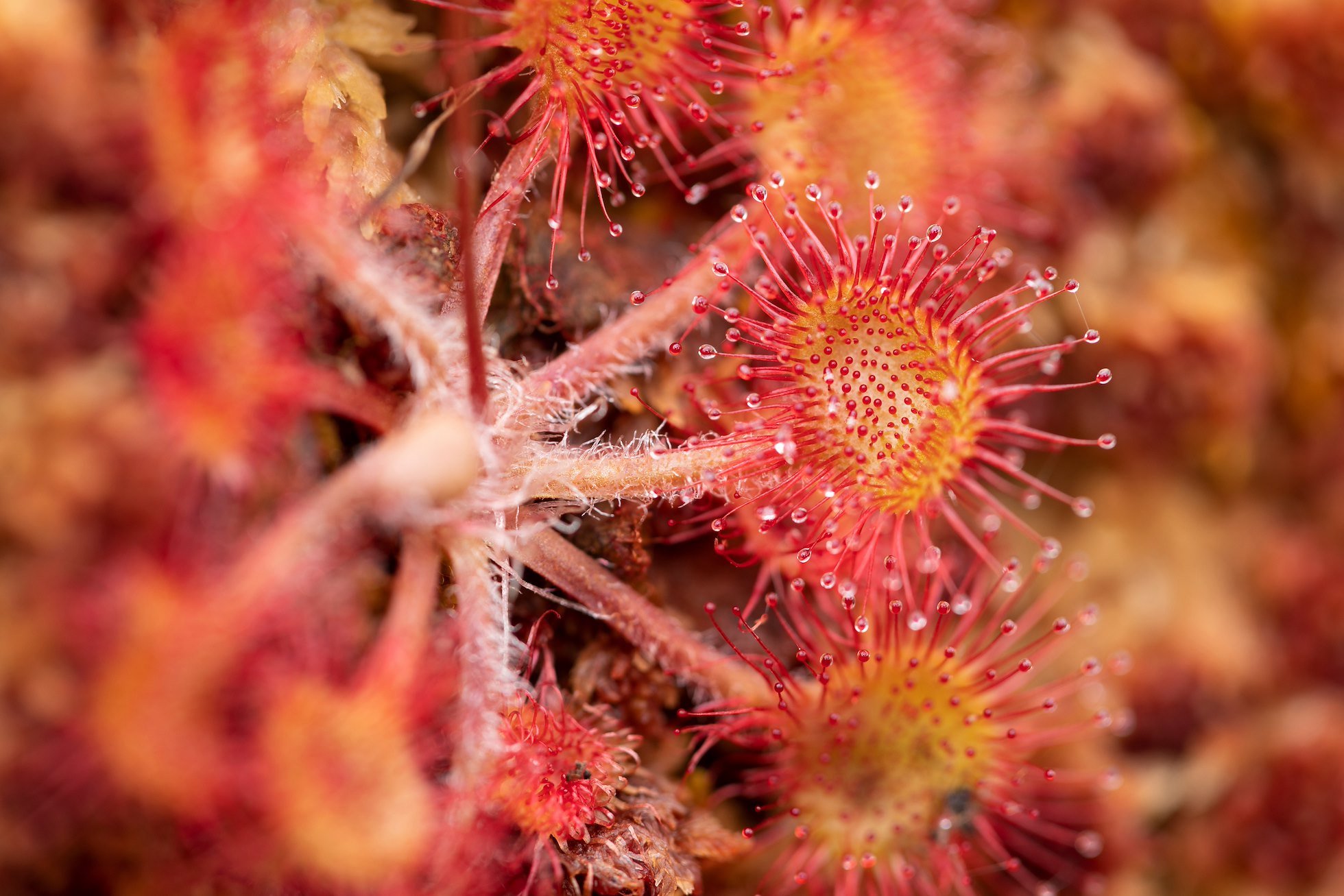 Round-leaved sundew, Drosera rotundifolia, close-up, Overscaig, Sutherland