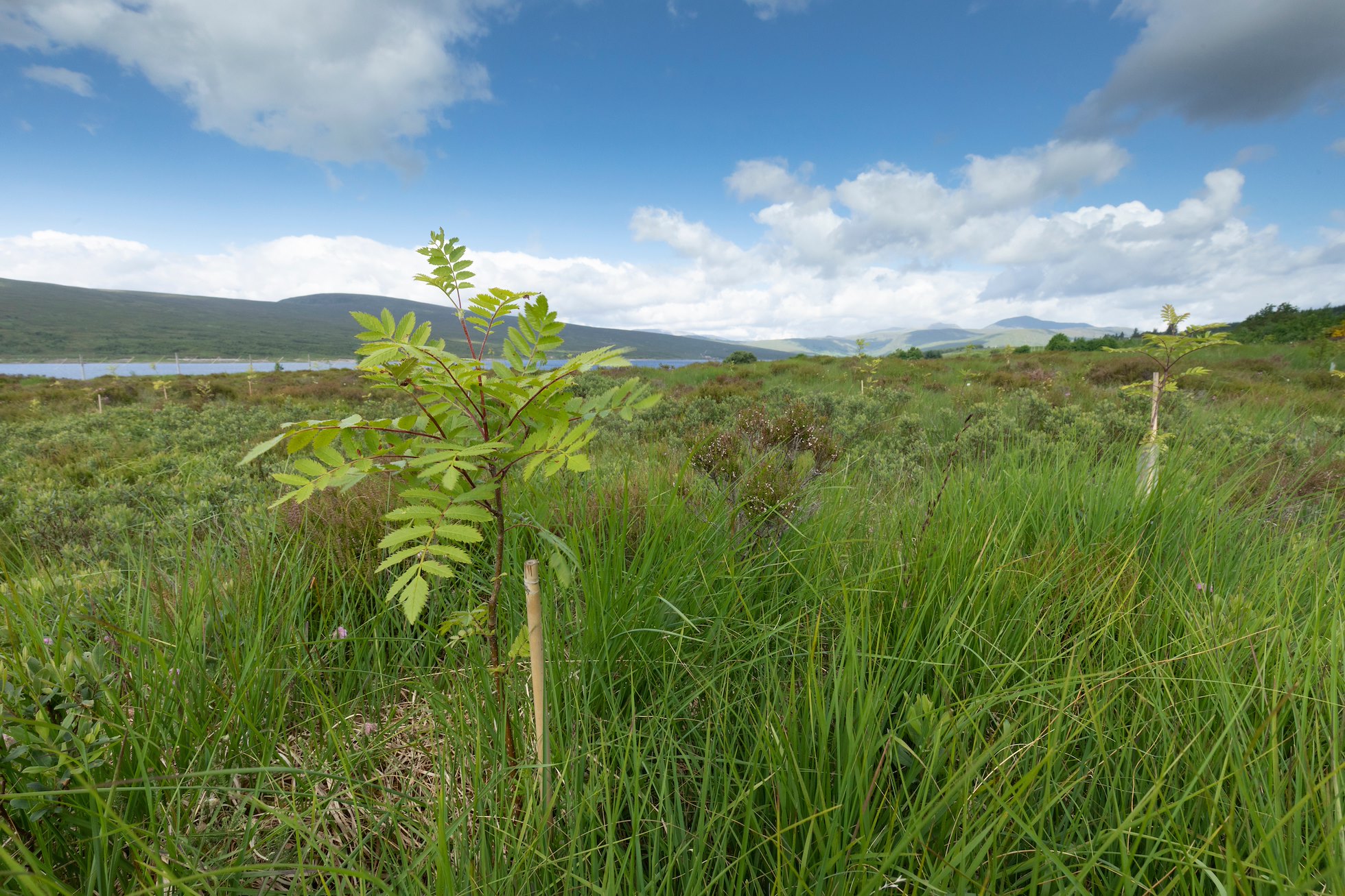 Young rowan sapling, plnated as part of rewilding project, Overscaig, Sutherland