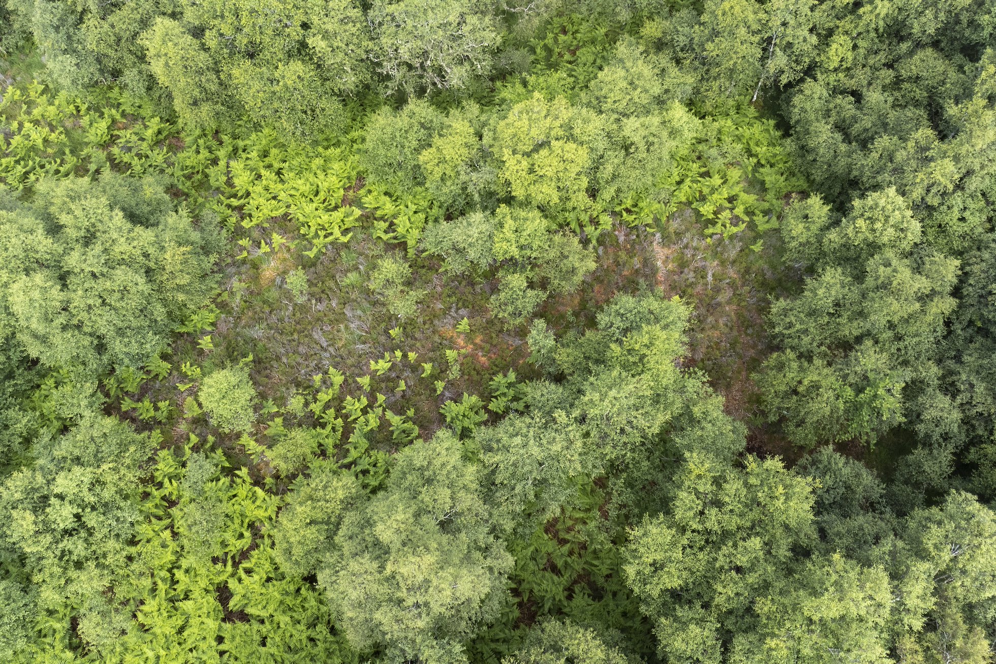 Aerial view of birch woodland alongside Loch Shin, Overscaig, Sutherland