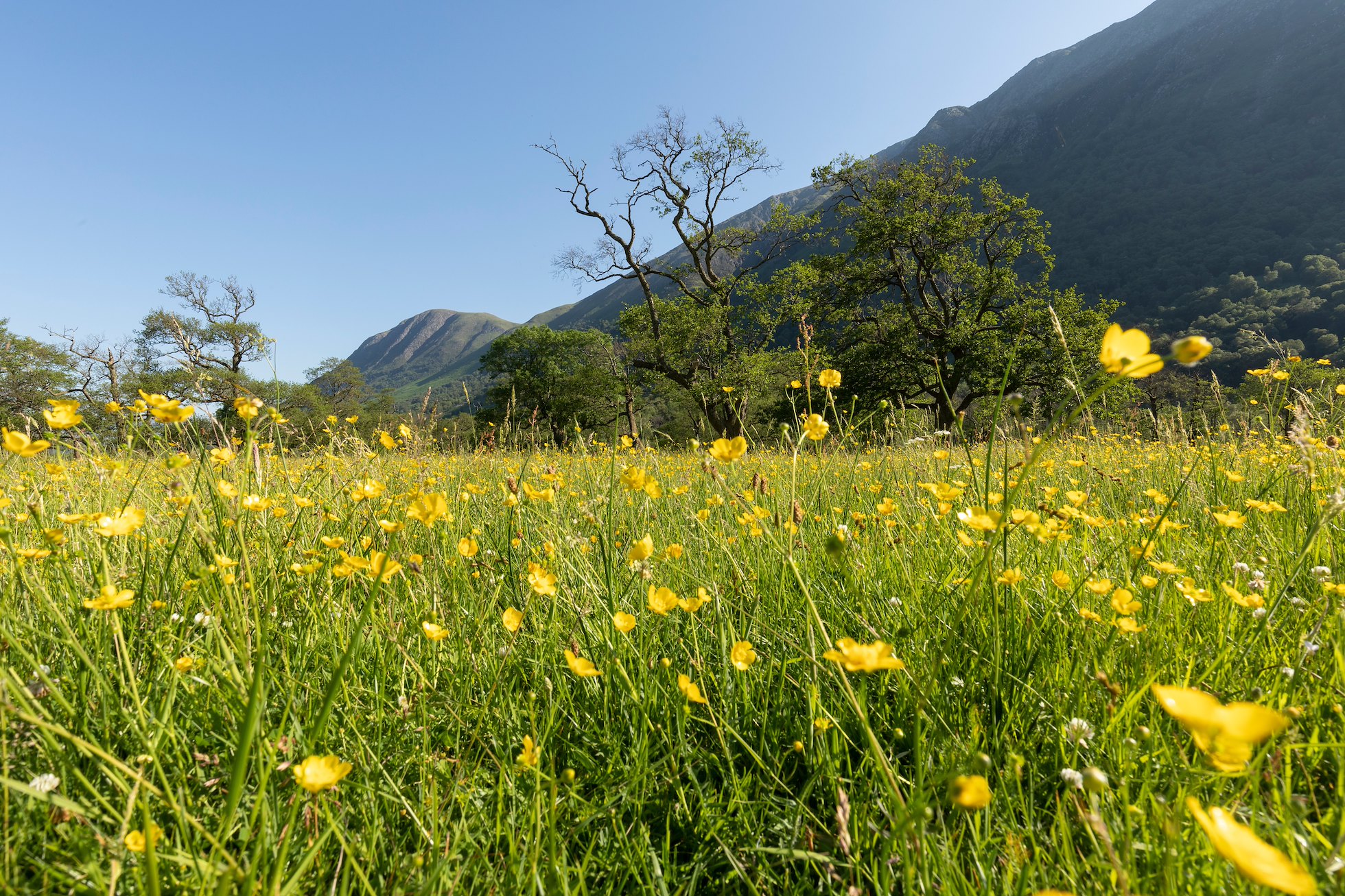 Meadow buttercups (Ranunculus acris) in flower in meadow adjacent to River Nevis, Glen Nevis, Lochaber, Scotland, June 2023