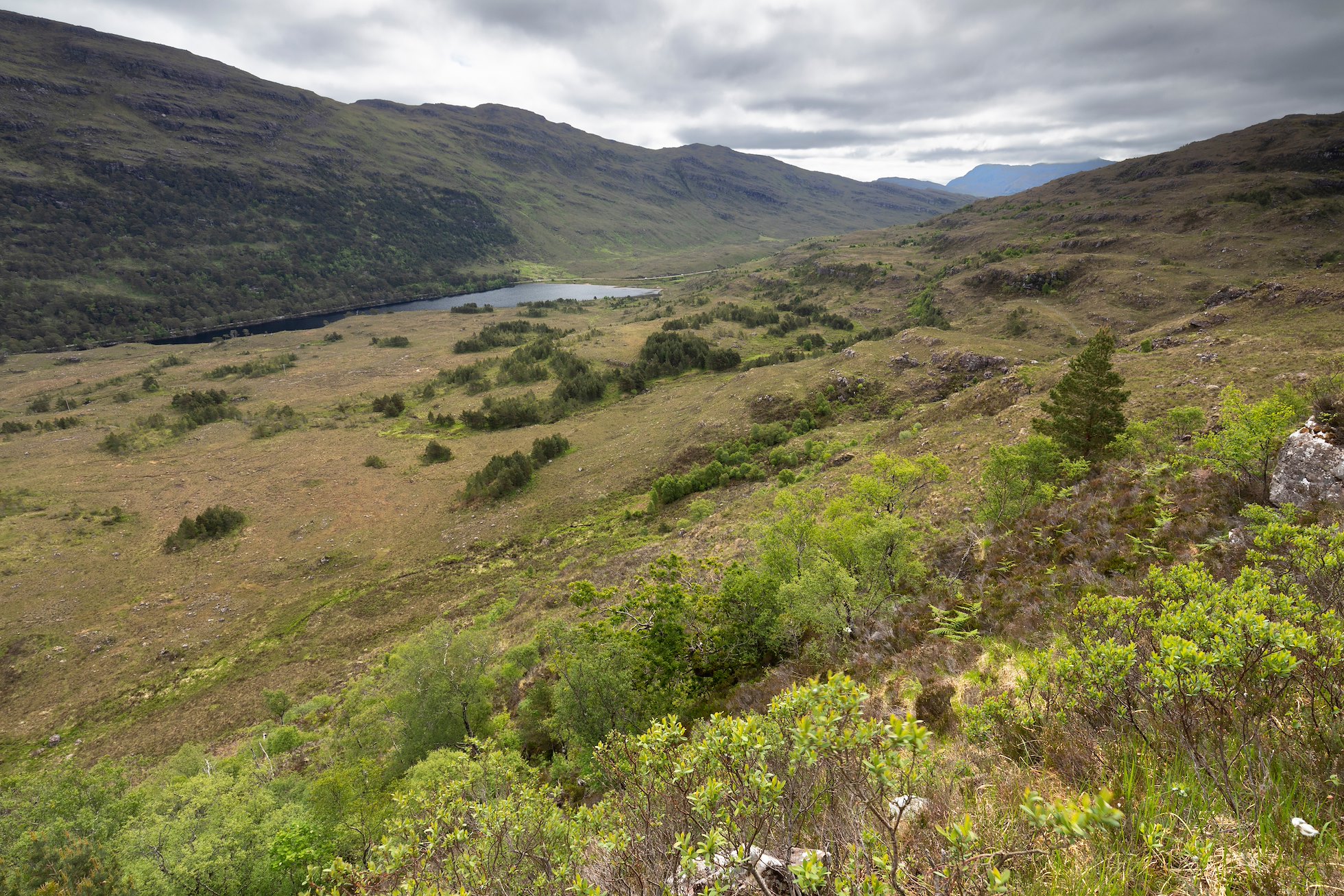 Establishing birch woodland in ravines on steep hillside, Kinloch Woodlands, Shieldaig